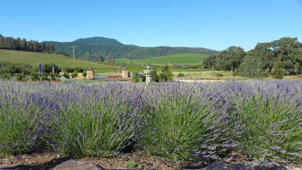 a field of lavender with a monument in the background at Thorn Hill Vineyards Villa Suites in Clear Lake Riviera