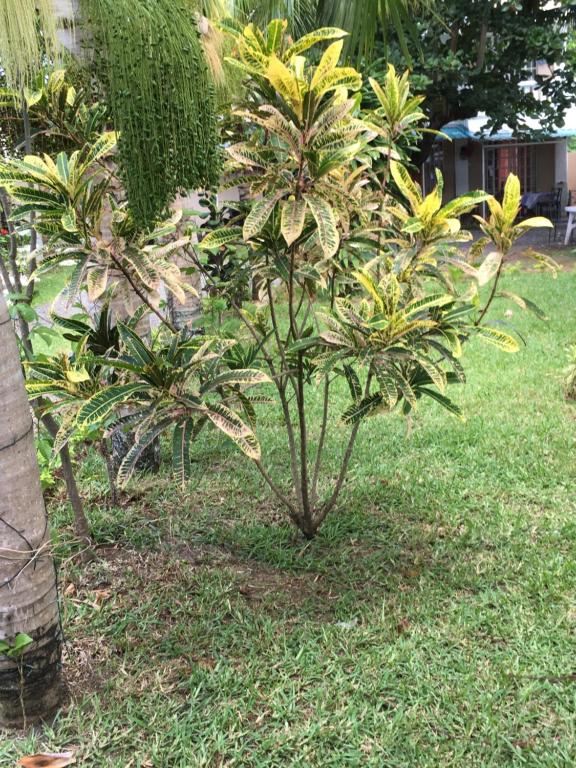 a couple of small trees in the grass at Lotus Apartments in Pereybere