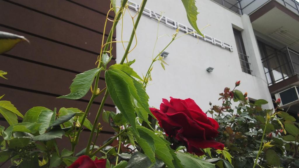 ラブダにあるVP Ravda Parkの建物前の赤いバラ