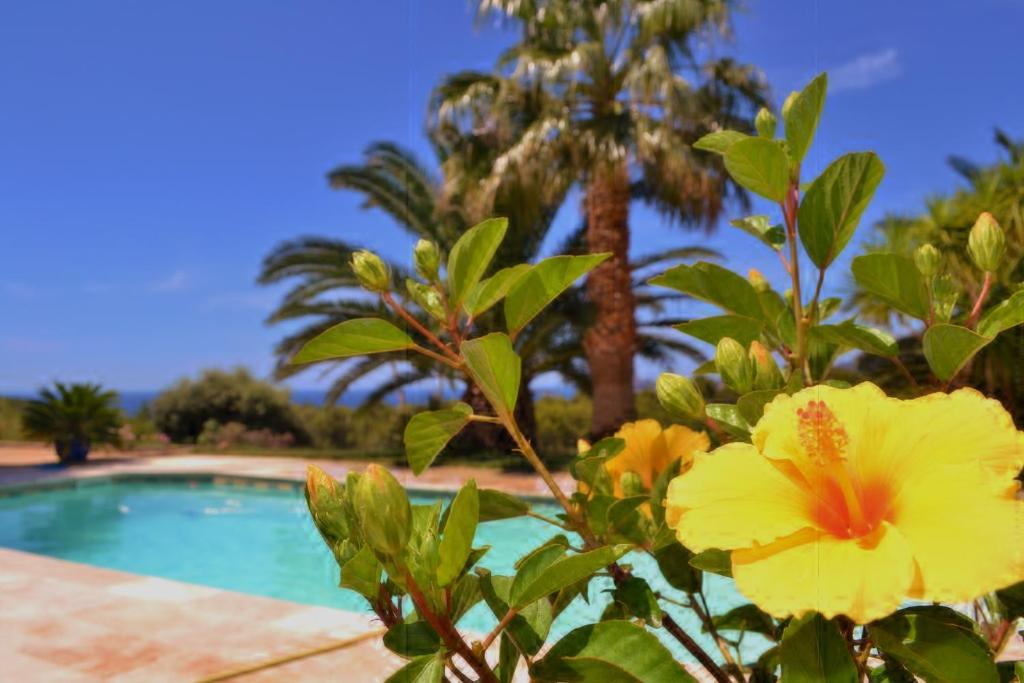 eine gelbe Blume vor einem Pool in der Unterkunft Gîte Vue Mer in La Cadière-dʼAzur