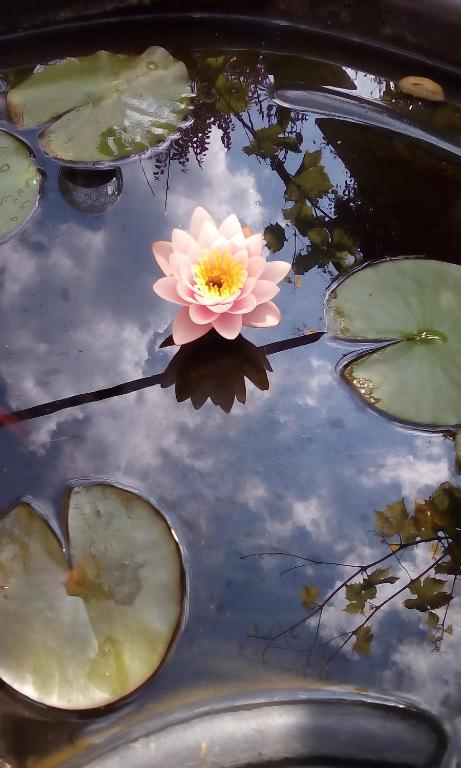House of Flowers