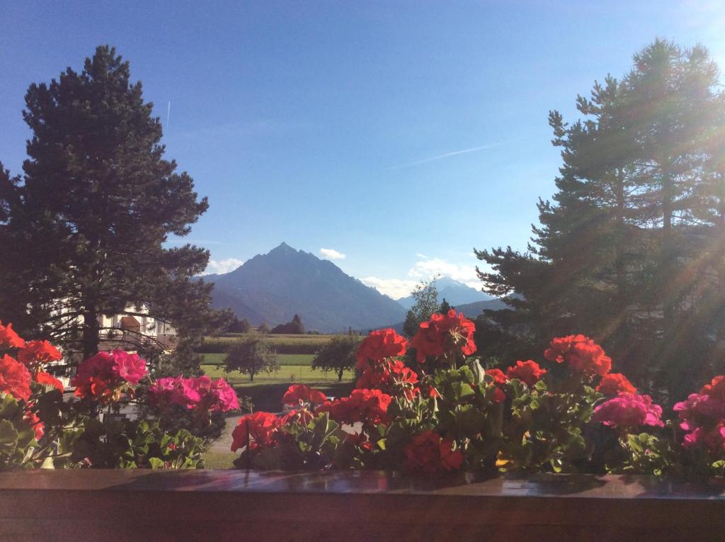 a bunch of flowers in a garden with mountains in the background at Haus Angelika - bed & breakfast - Innsbruck/Igls in Innsbruck