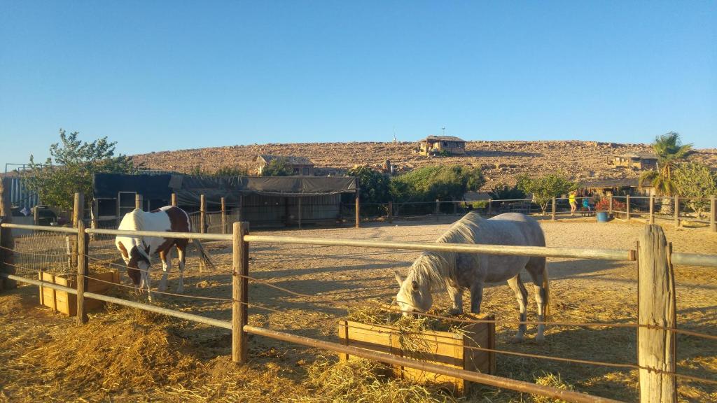 Altri animali domestici presso il lodge o nei dintorni