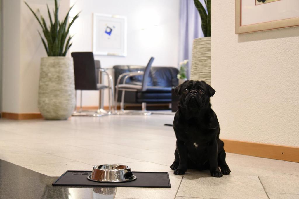 Domácí mazlíčci ubytovaní s hosty v ubytování Hotel Engel
