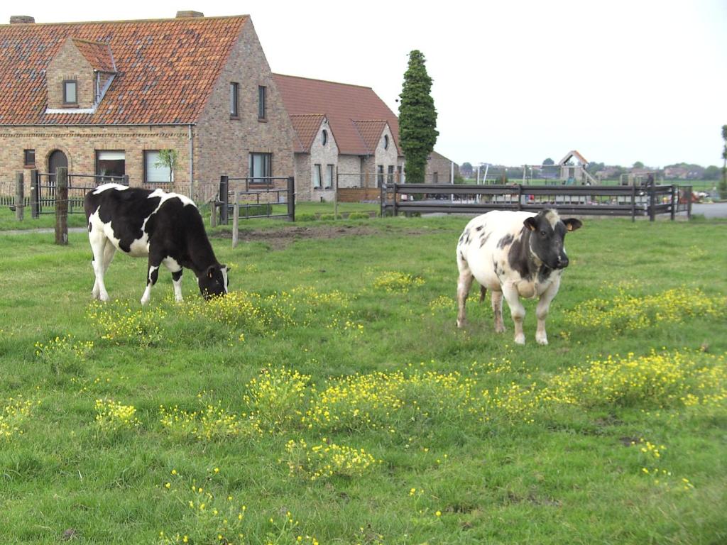 two cows grazing in a field of grass at 't Vossenerf in De Haan