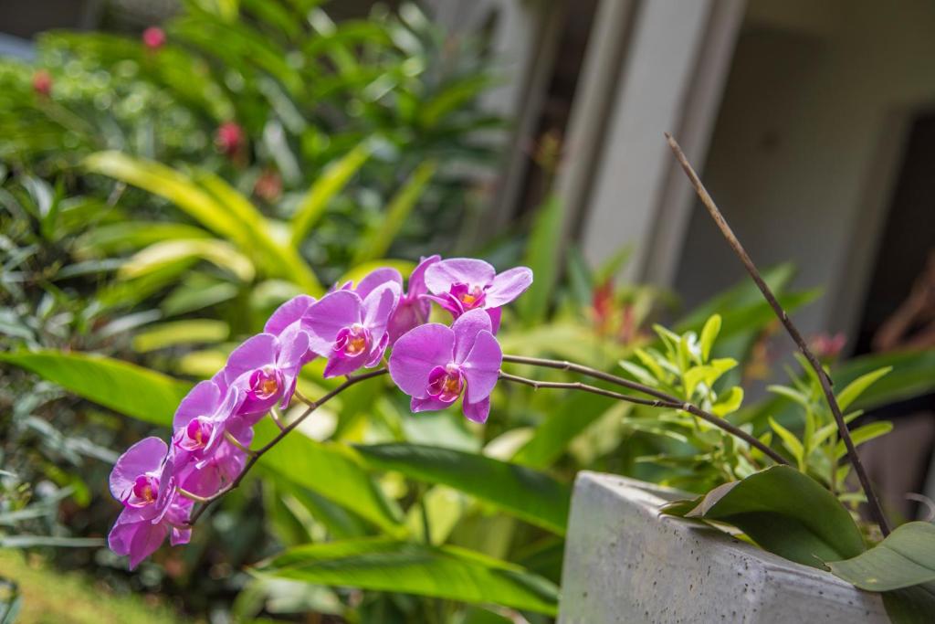 Giardino di La Pagerie - Tropical Garden Hotel