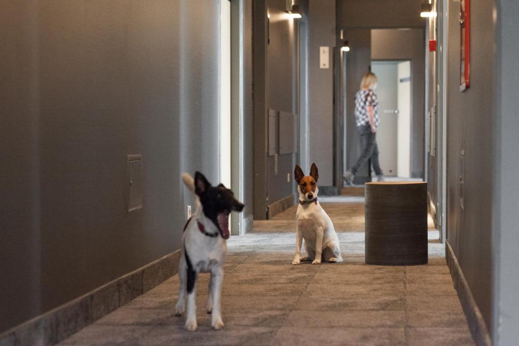 Domáce zviera alebo zvieratá hostí v ubytovaní Hotel Perła