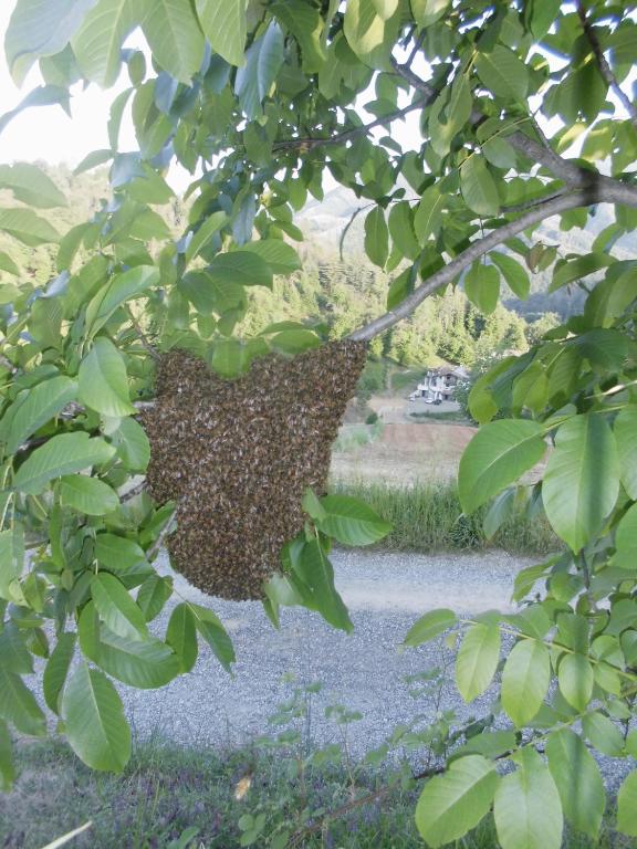 Fotografie z fotogalerie ubytování Agriturismo Bio-Ecologico Sant'Isidoro v destinaci Roccaforte Mondovì