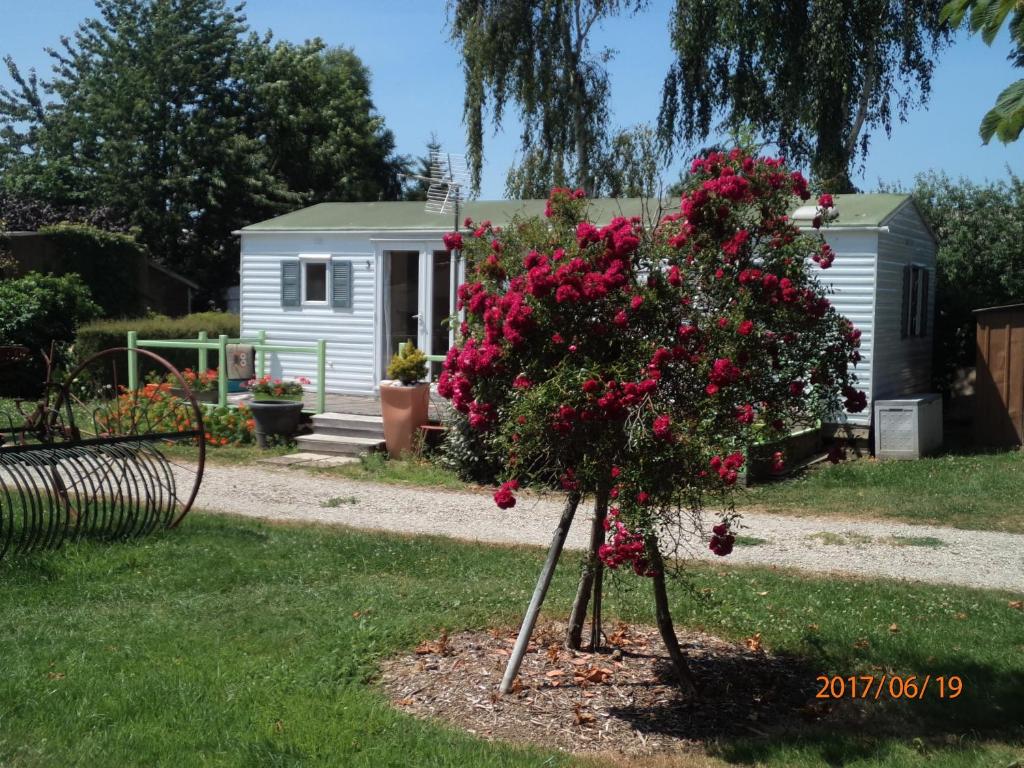 une brousse de fleurs roses dans une cour dans l'établissement Camping du Creulet, à Crouay