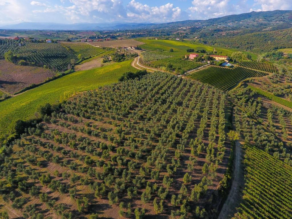 an aerial view of a large field of trees at Agriturismo Luggiano in Vinci