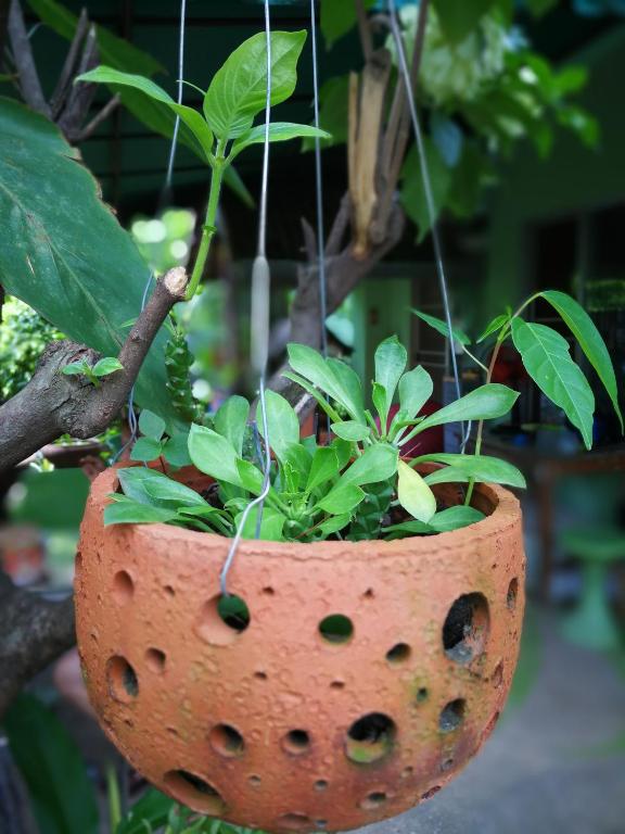 Baan Bua Guest House - Resim 26