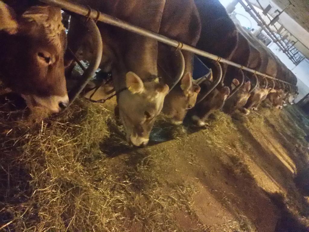 Zwierzęta w gospodarstwie agroturystycznym lub w pobliżu