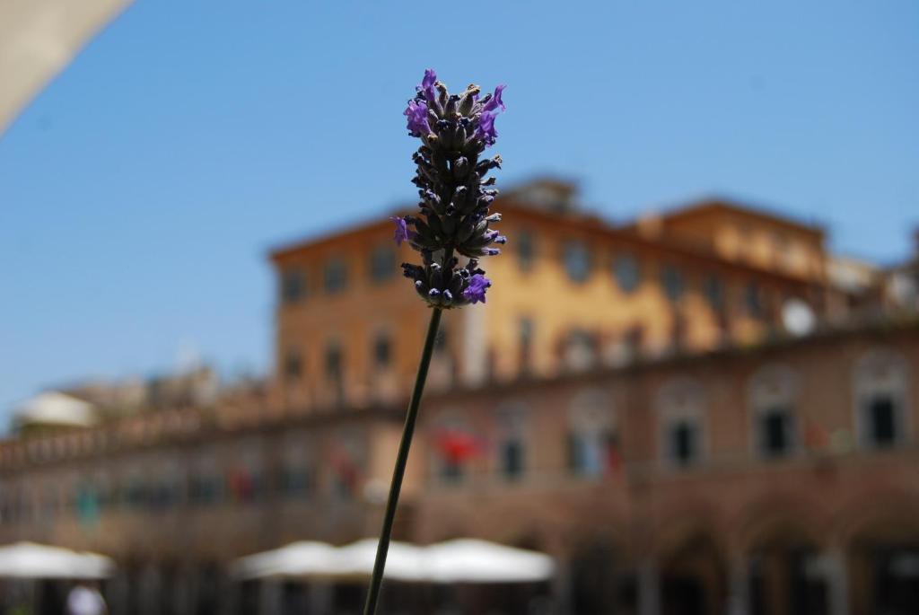 Zdjęcie z galerii obiektu A Casa di Lola w mieście Ascoli Piceno