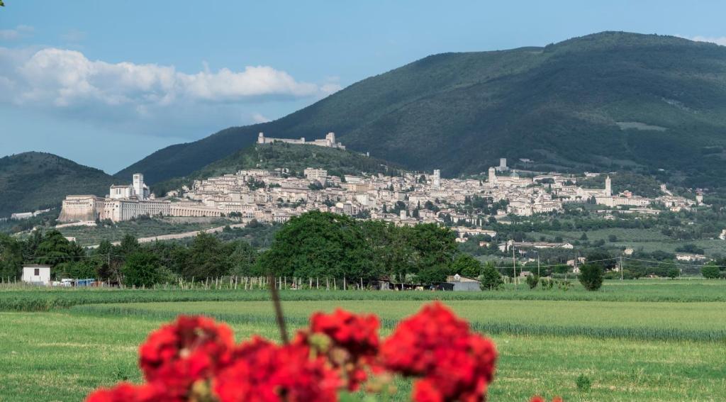 a town on a hill in a field with red flowers at Camere Mariella in Bastia Umbra