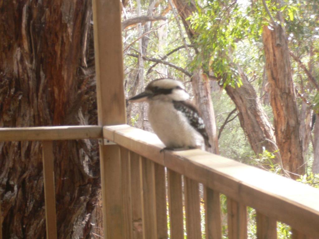 ein Vogel, der auf einem Holzgeländer auf einer Veranda sitzt in der Unterkunft The Ledge Holiday House in Halls Gap