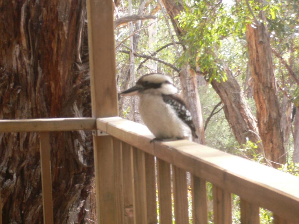 een vogel zittend op een houten leuning op een veranda bij The Ledge Holiday House in Halls Gap