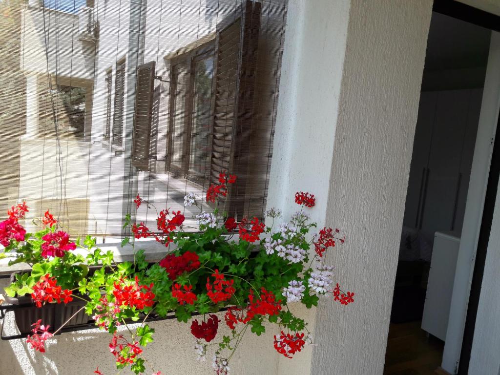 Fotografie z fotogalerie ubytování Apartments Ruzica v destinaci Pula