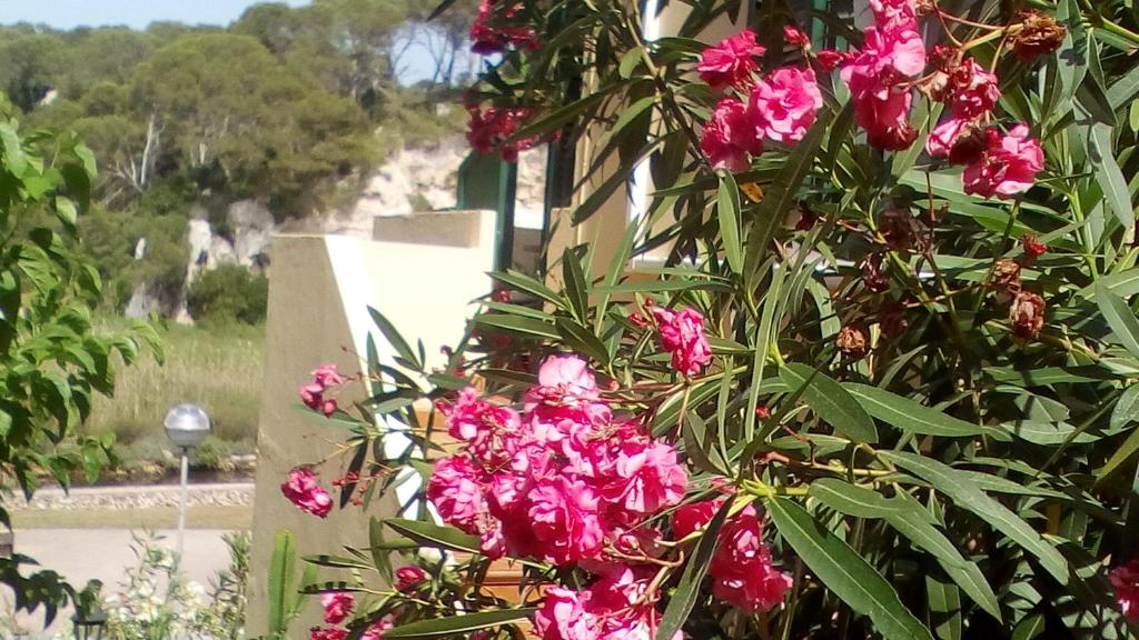 a bunch of pink flowers on a tree at Cala Galdana Beach in Cala Galdana