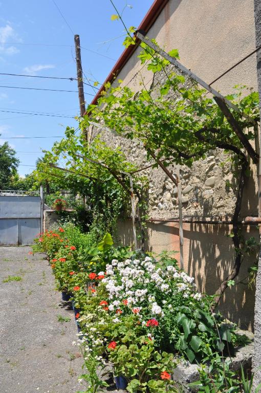 Zahrada ubytování Guest House Cico