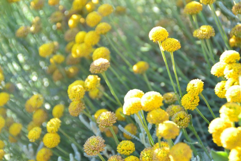 Jardí fora de Podere Vignola