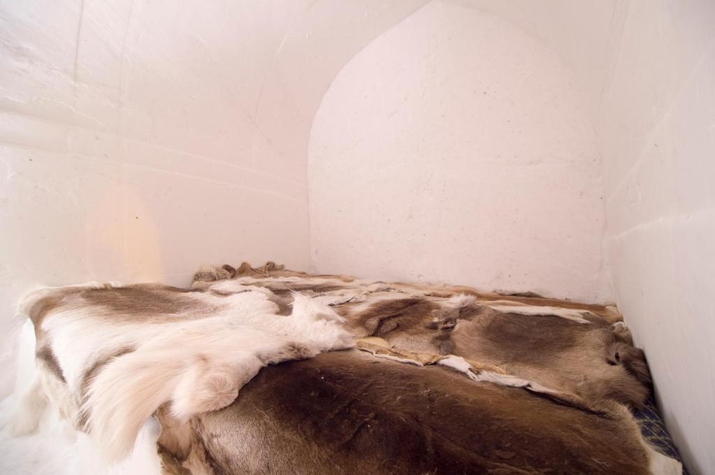 a dog laying on a bed in a room at Sorrisniva Igloo Hotel in Alta
