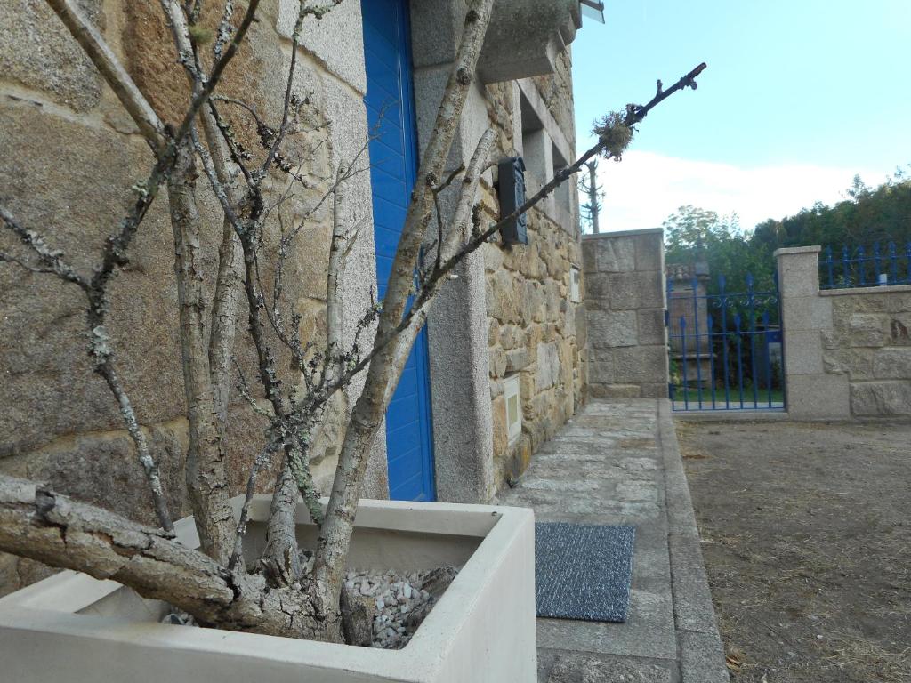 een boom in een witte plant naast een gebouw bij O Casal in Brion