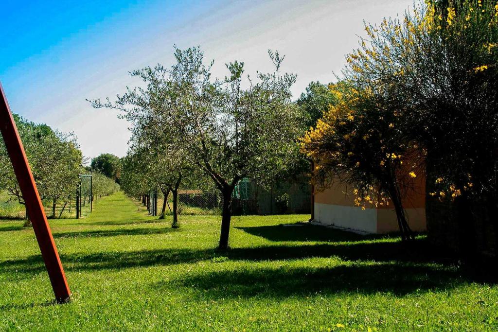 una fila de árboles en un campo de hierba en Il Poggetto, en Corinaldo