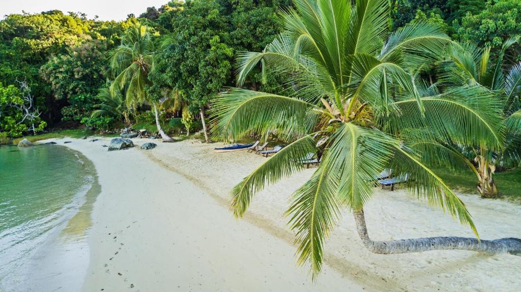 a palm tree sitting on a beach next to the water at Komba Forever in Nosy Komba