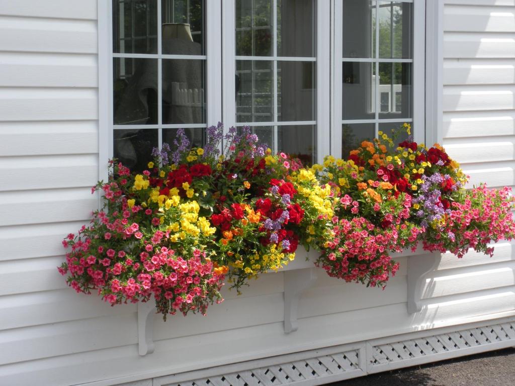 
a garden filled with lots of flowers next to a window at Côté's Bed & Breakfast in Grand Falls
