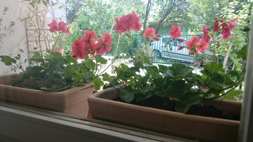 Zahrada ubytování Apartments Ruzica