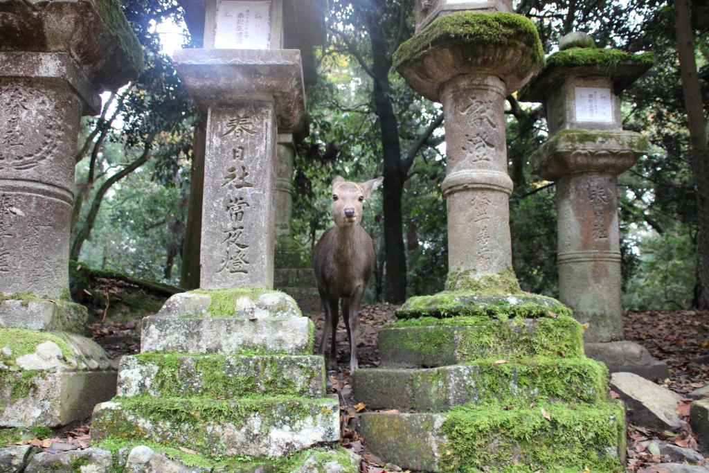 Giardino di HARUYA Naramachi