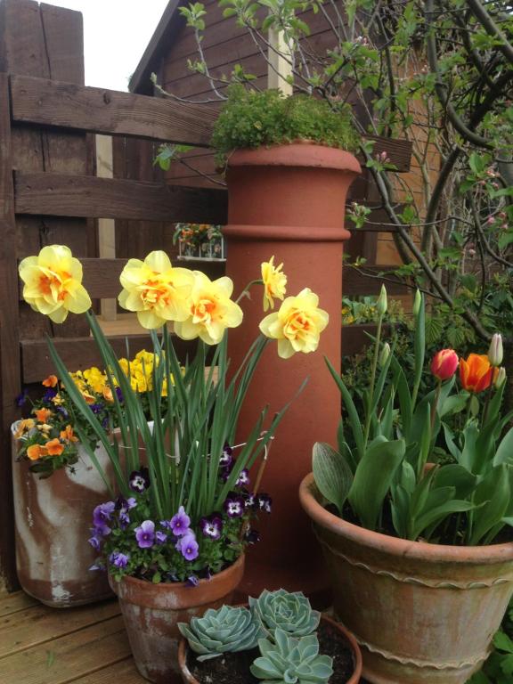 a group of flowers in pots on a deck at Pinetree Lodge Druridge Bay in Amble