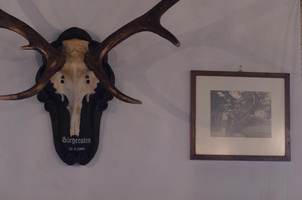 Zvířata v hotelu nebo okolí