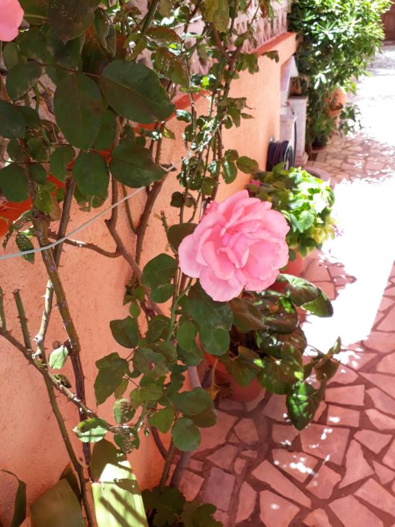 A garden outside Krinelos Rooms