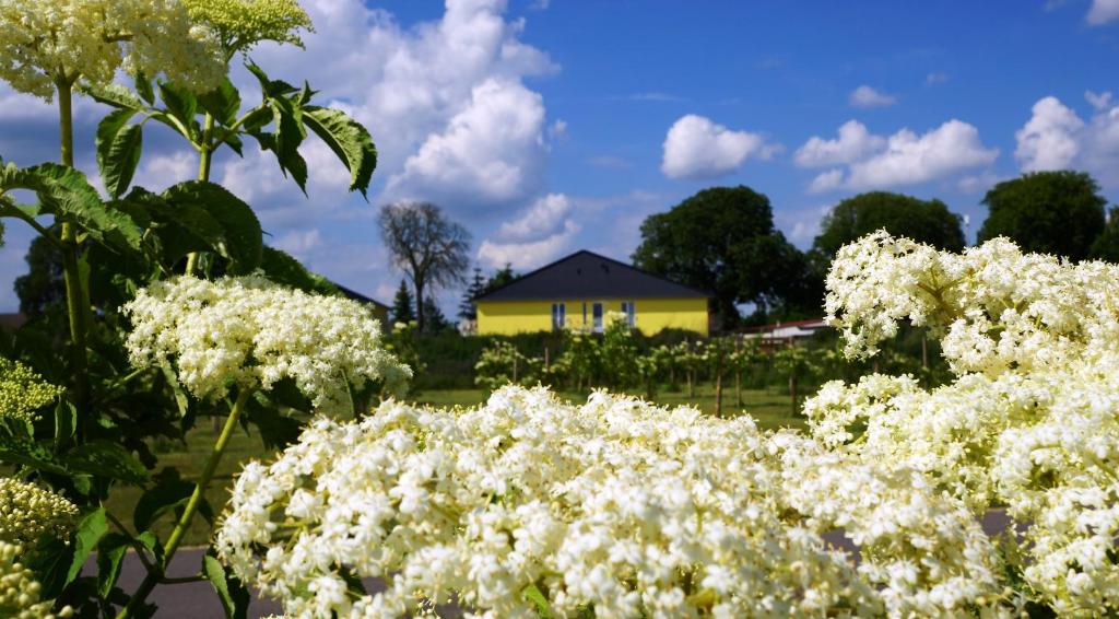 ein gelbes Haus im Hintergrund mit weißen Blumen in der Unterkunft Severin Apartments in Severin