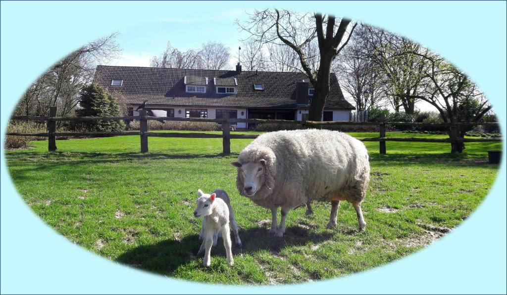 uma ovelha e um cordeiro bebé em pé num campo em Het geheim van Merselo em Merselo