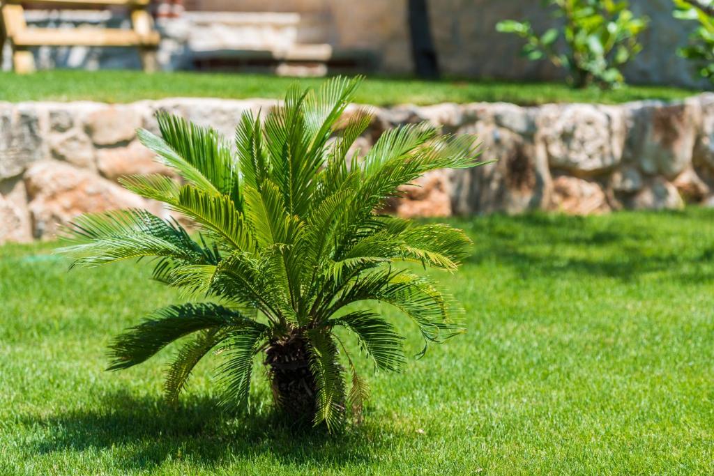 Zahrada ubytování Villa Dumina