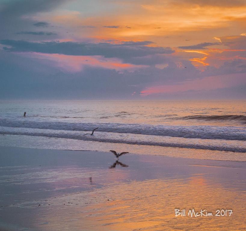 a bird walking on the beach at sunset at Mayfair Hotel in Belmar