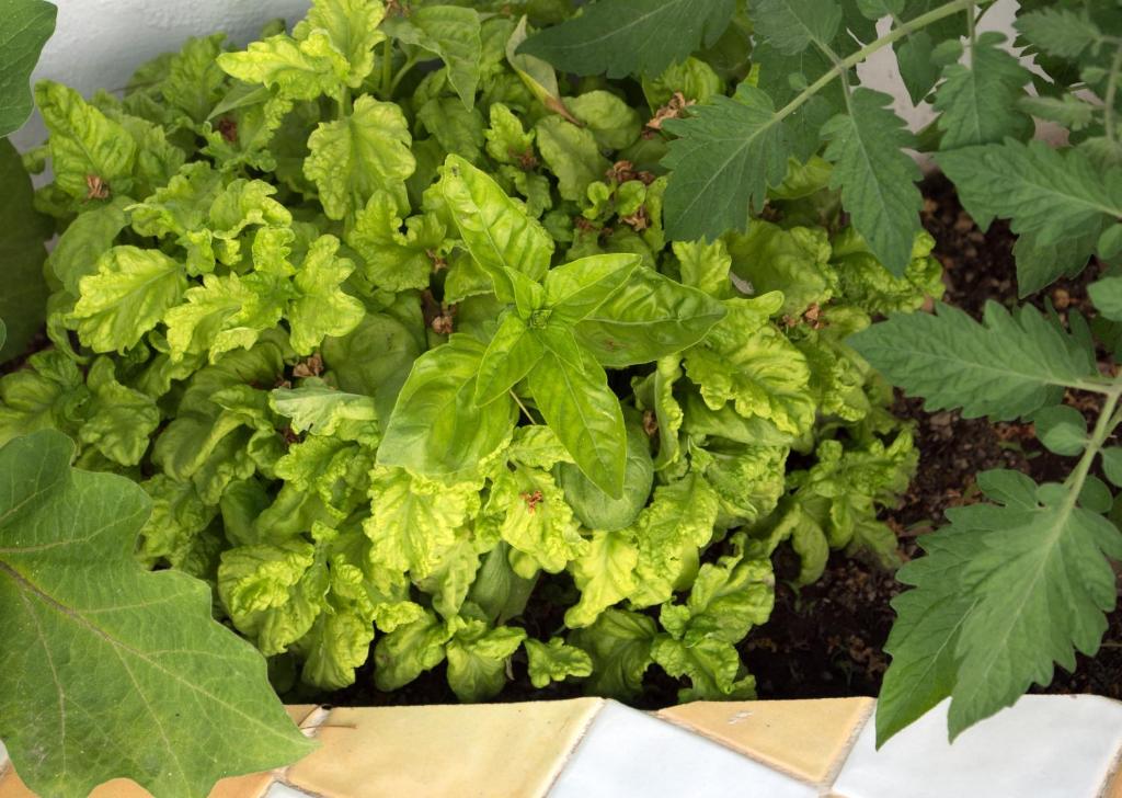 a lettuce plant with green leaves in a garden at Villa Pollio Guest House in Anacapri
