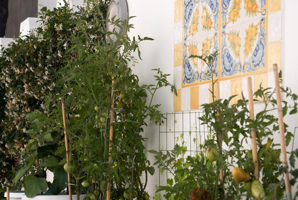 a group of potted plants in a room at Villa Pollio Guest House in Anacapri