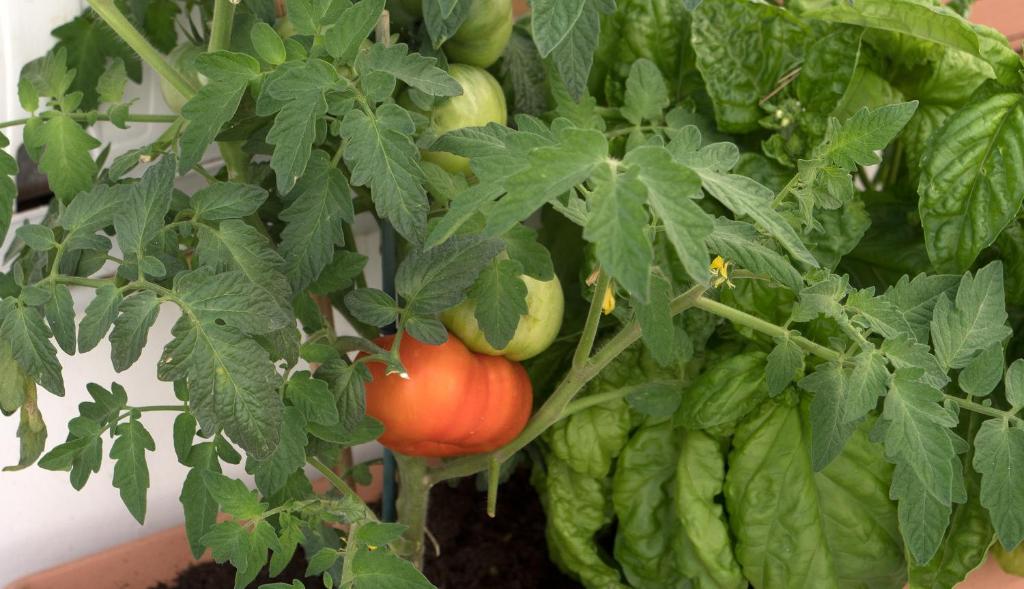 a bunch of vegetables are growing on a plant at Villa Pollio Guest House in Anacapri