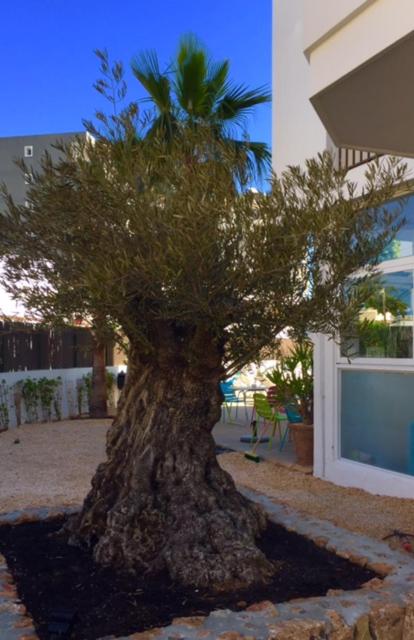 Fotografie z fotogalerie ubytování Apartamentos Es Cantó v destinaci Playa d'en Bossa