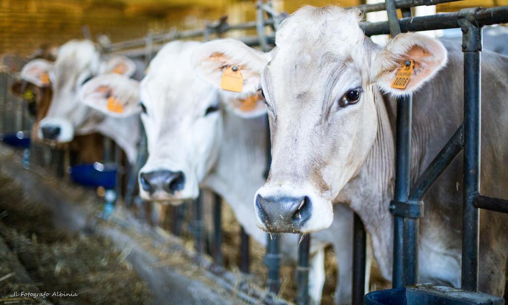 Zwierzęta w gospodarstwie agroturystycznym lub w pobliżu