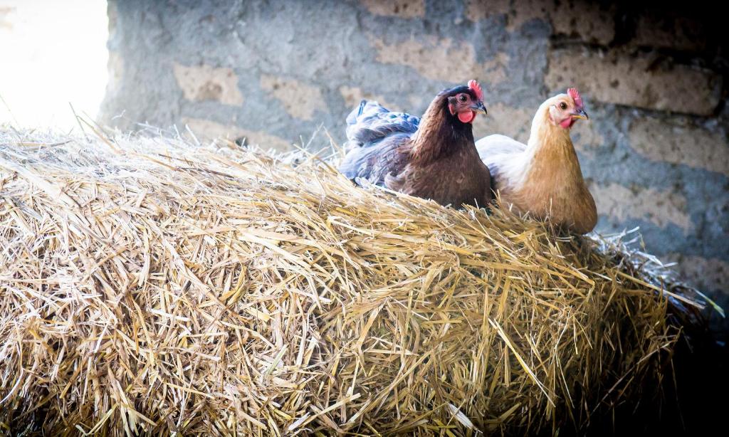 Zwierzęta w gospodarstwie agroturystycznym lub w pobliżu