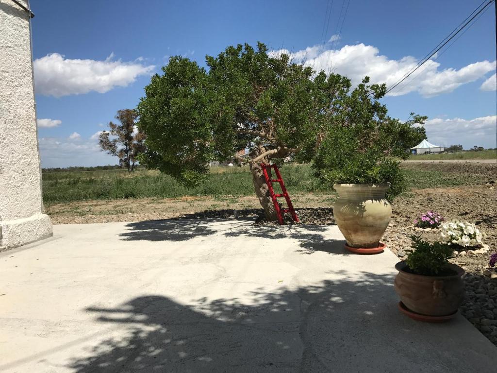 a tree with a ladder and two vases on a sidewalk at Villa Cenzina in Marina di Pisticci