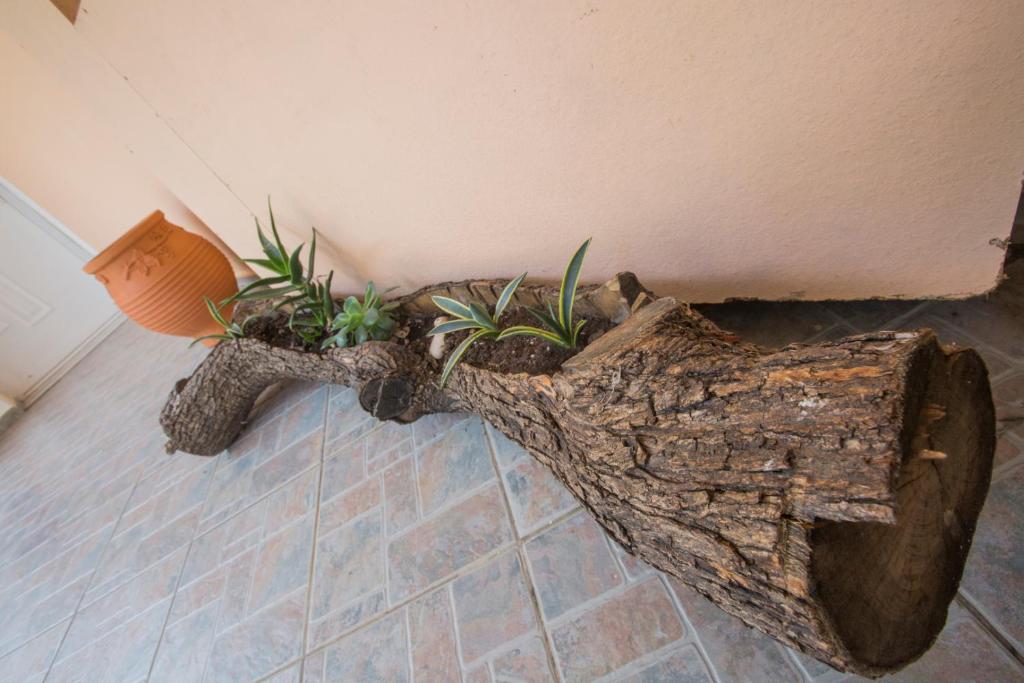 a tree stump planter with plants in a room at Summer Dream in Vlachata