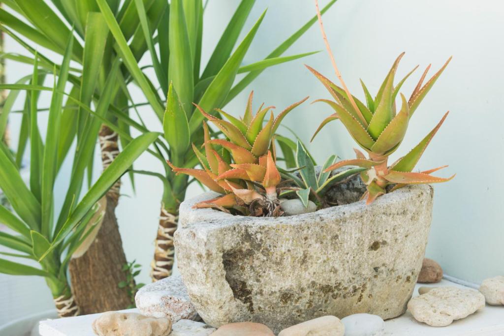 a pot filled with plants on a table at Summer Dream in Vlachata