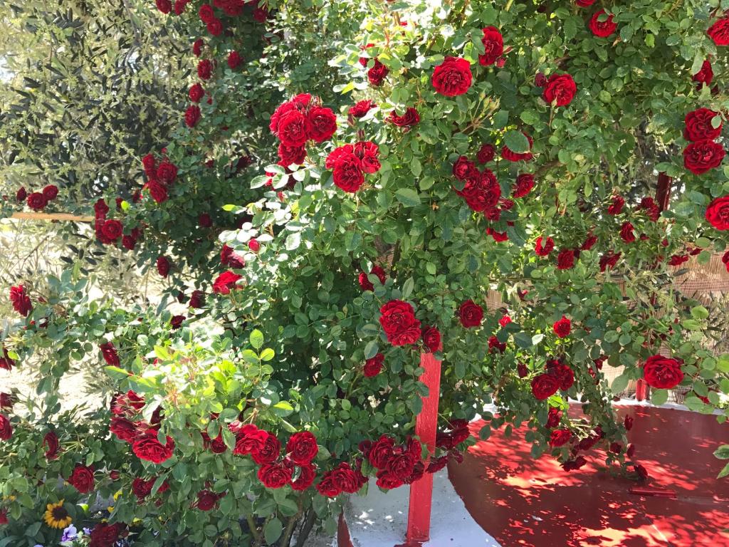 a bunch of red roses in a garden at Villa Cenzina in Marina di Pisticci