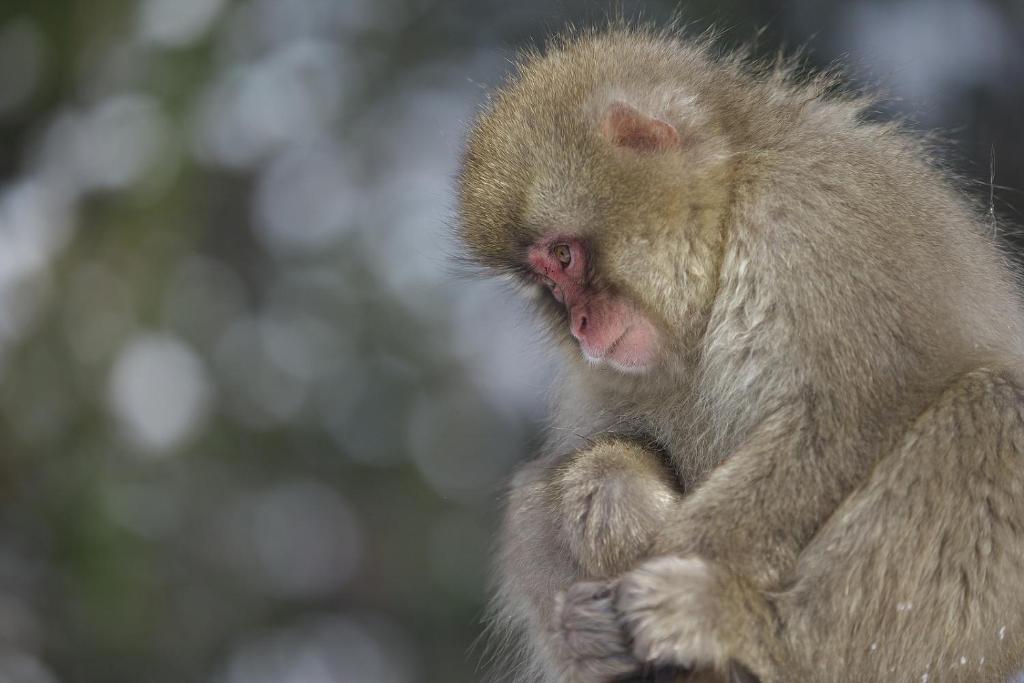 Altri animali domestici presso il ryokan o nei dintorni