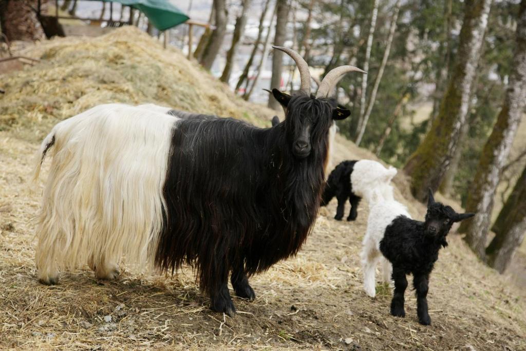 Zvířata v apartmánu nebo okolí